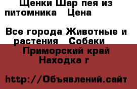 Щенки Шар пея из питомника › Цена ­ 25 000 - Все города Животные и растения » Собаки   . Приморский край,Находка г.